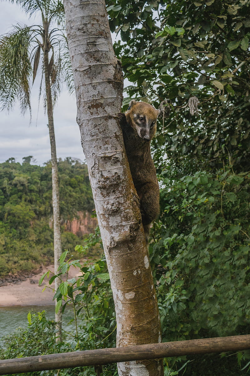 brown animal climbing on tree, HD phone wallpaper
