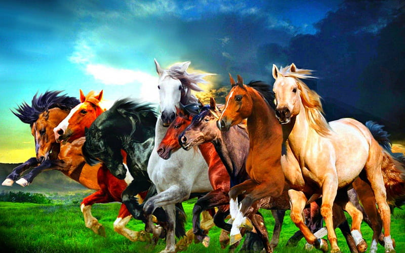 Horses, sky, animals, wild, HD wallpaper