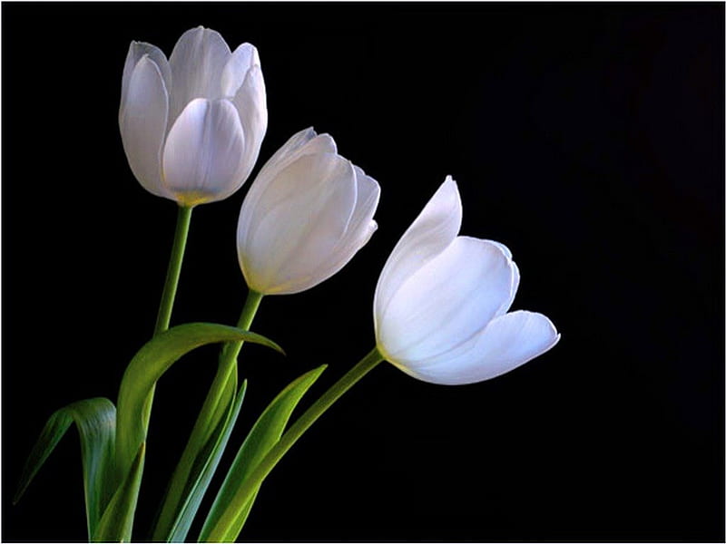 Purity, green, flowers, black, three, tulips, white, HD wallpaper