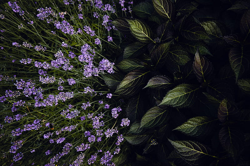 lavender, flowers, bloom, leaves, HD wallpaper