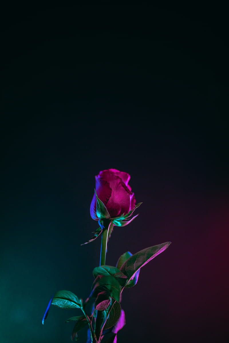 red rose flower in dark surface, HD phone wallpaper