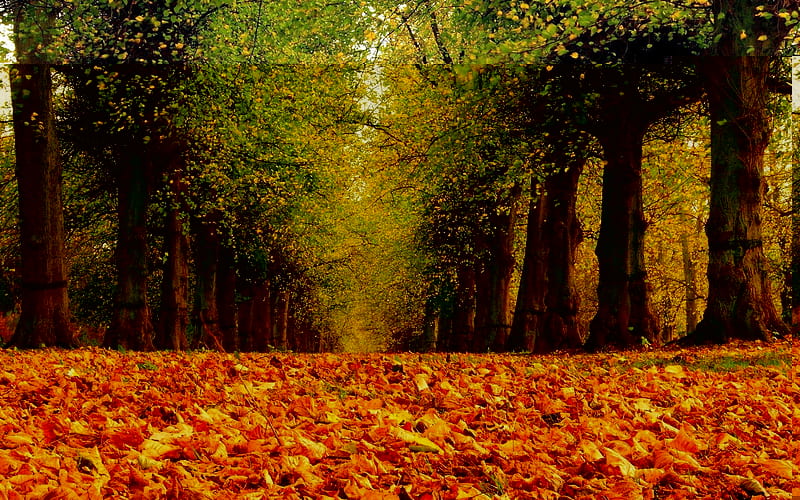 Autumn Park, rug, autumn, leaves, path, nature, park, trees, HD wallpaper |  Peakpx