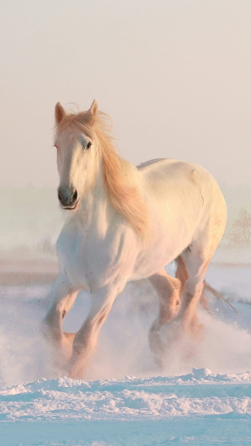 white horse, snow, run, HD phone wallpaper