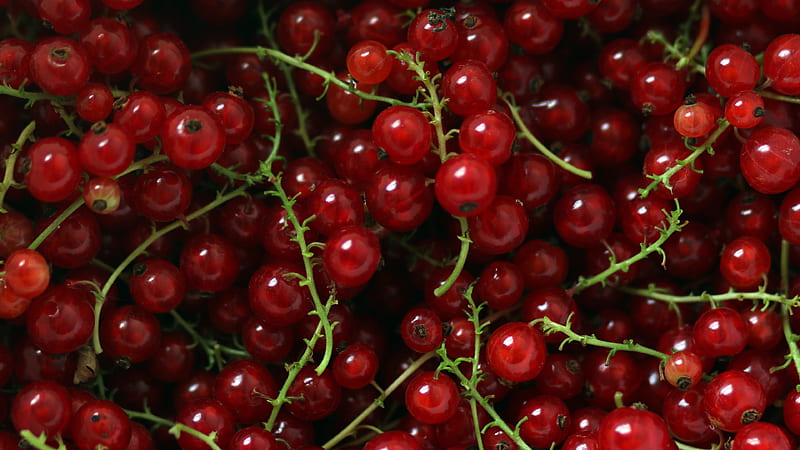Red currants, vara, berry, red currant, texture, summer, skin, coacaze rosii, food, sweet, fruit, HD wallpaper