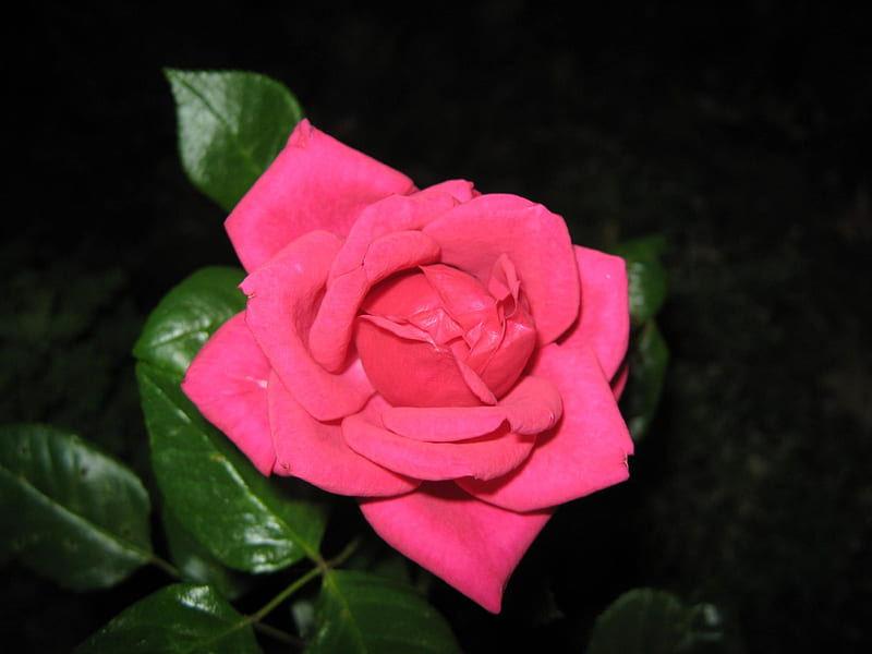 A rose in my garden, flower, pretty, red, rose, HD wallpaper