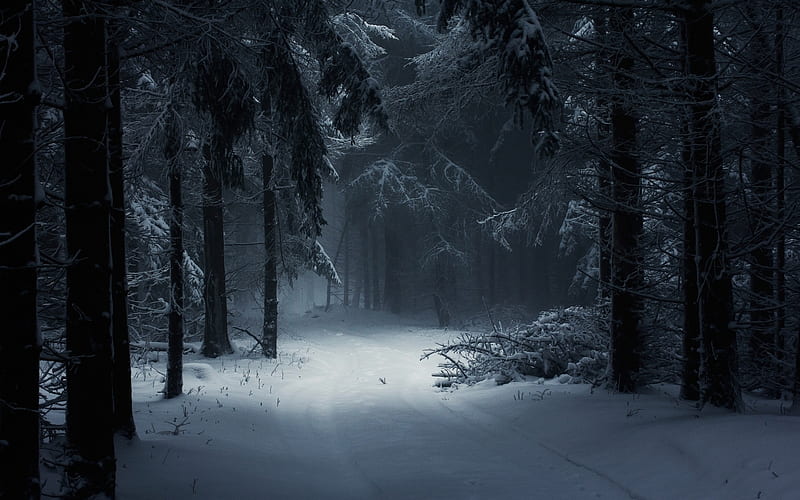 Forest fairy tale, forest, trees, snow, winter, HD wallpaper