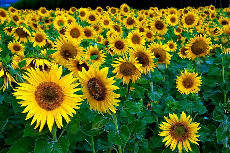 Sunflowers, garden, flowers, nature, HD wallpaper | Peakpx