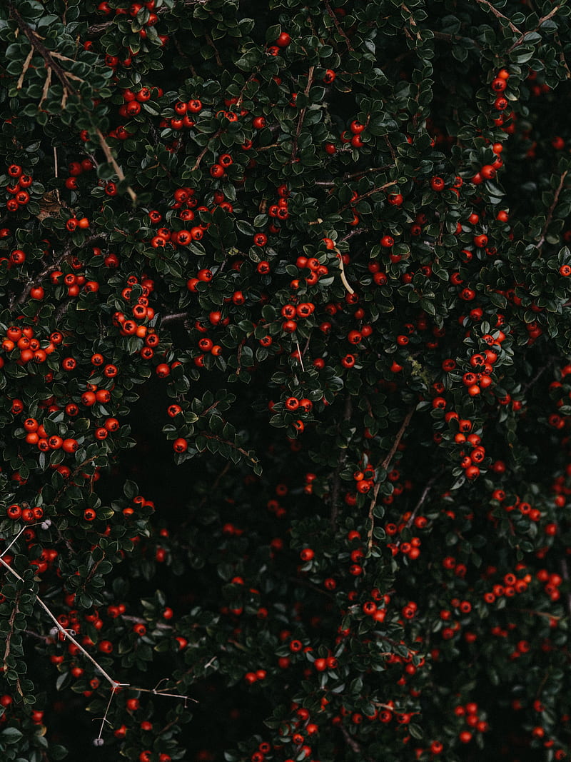 berries, red, bush, plant, HD phone wallpaper