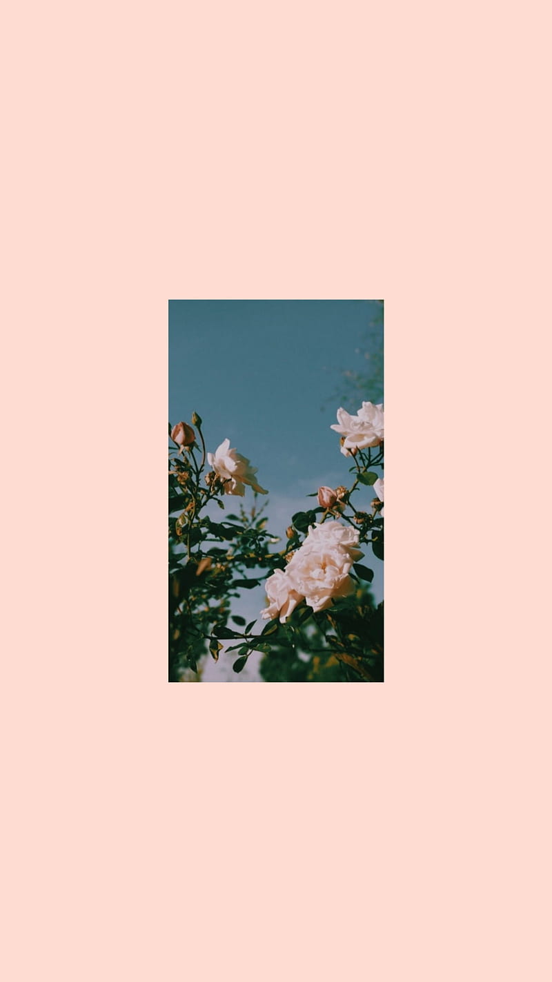 Flower, flowers, aesthetic, HD phone wallpaper | Peakpx