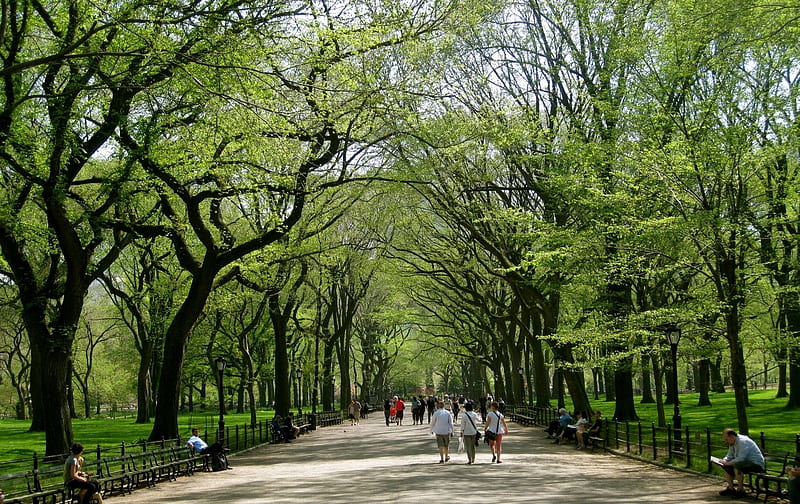 Walkway in Central Park, Central Park, New York, city, walkway, HD wallpaper