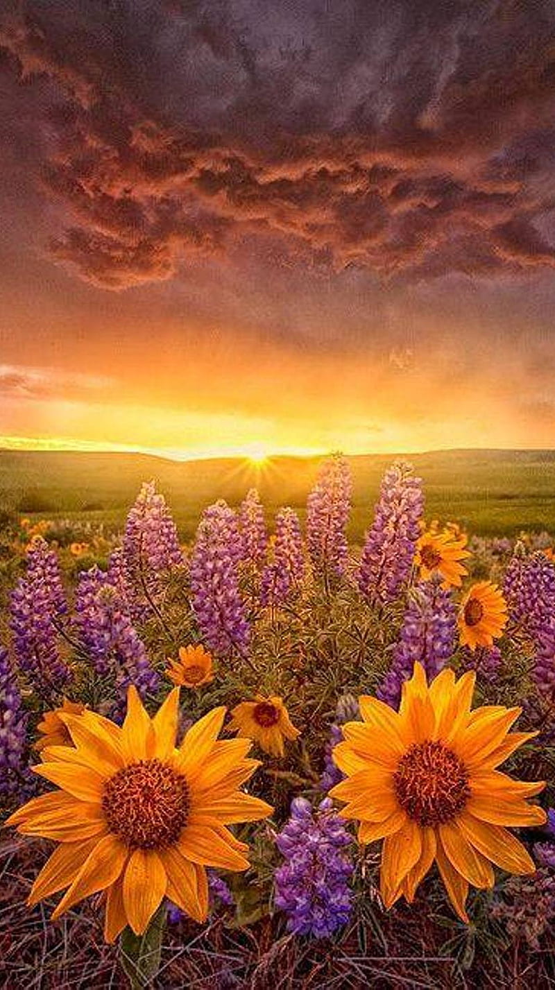 Sunset, clouds, flower, sky, sun, HD phone wallpaper