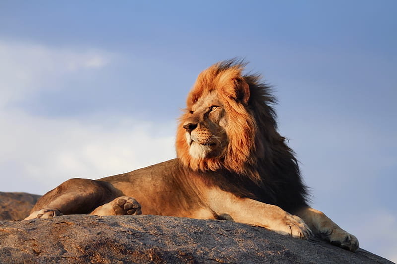 León, leones, rey, salvaje, Fondo de pantalla HD | Peakpx