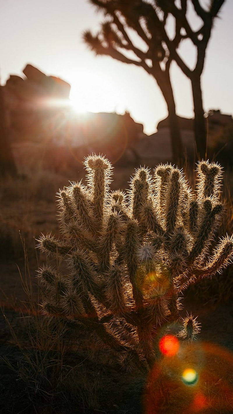 Cactus, plant, tree, sunrise, HD phone wallpaper | Peakpx