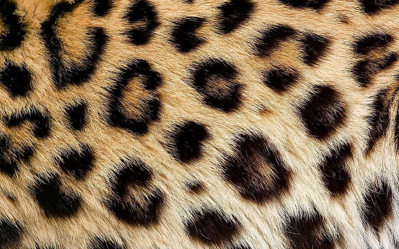 Leopard Skin Background [] for your , Mobile & Tablet. Explore Leopard Skin . Snow Leopard , Zebra Print , Leopard for Bedroom, HD wallpaper