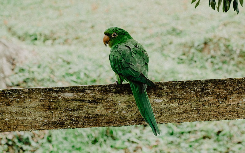 Bolivian Military Macaw parrots, wildlifw, green parrot, Macaw, Ara, HD wallpaper