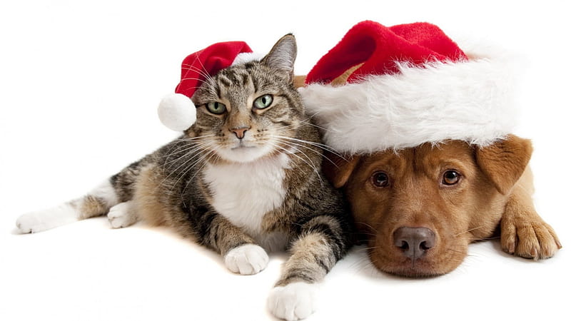 Cat and dog in Santa hats, feline, hats, christmas, cat, dog, HD wallpaper