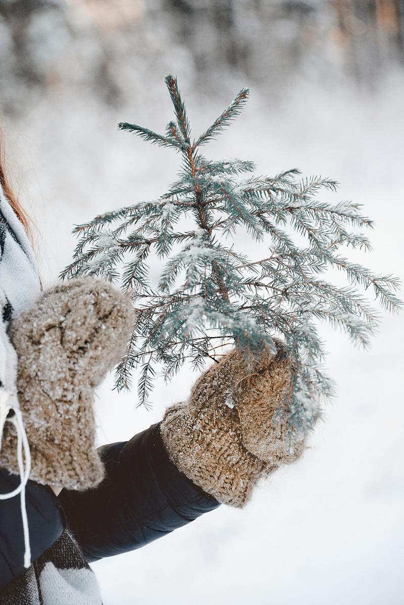 fir, branch, snow, hands, mittens, HD phone wallpaper