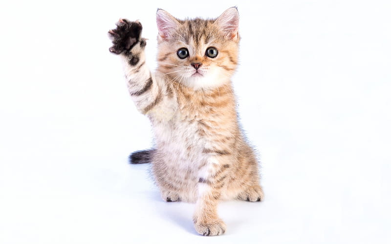 Hi!, cute, paw, cat, kitten, animal, pisica, HD wallpaper | Peakpx