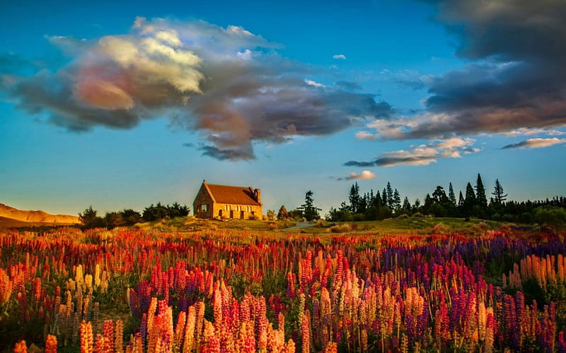 Tekapo church in lupins, pretty, colorful, bonito, clouds, nice, hills, lupins, lovely, flwoers, lonely, church, sky, tekapo, lake, summer, nature, meadow, field, HD wallpaper