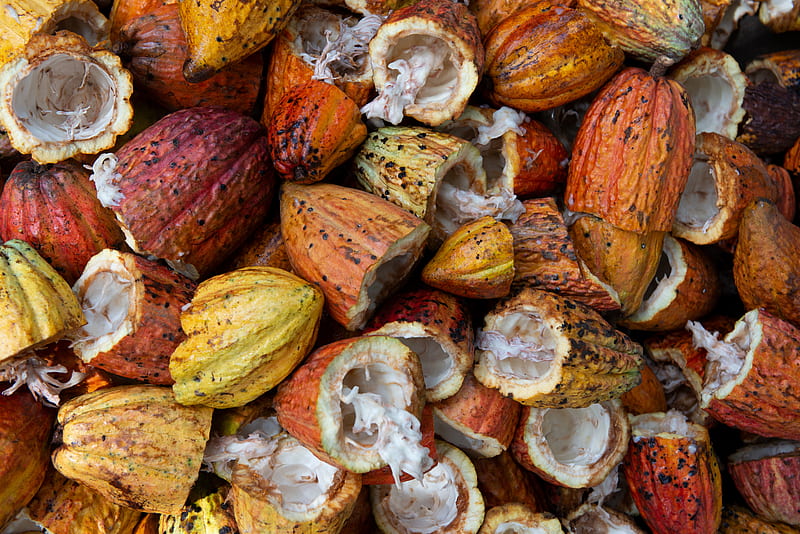 open cacao fruit lot, HD wallpaper