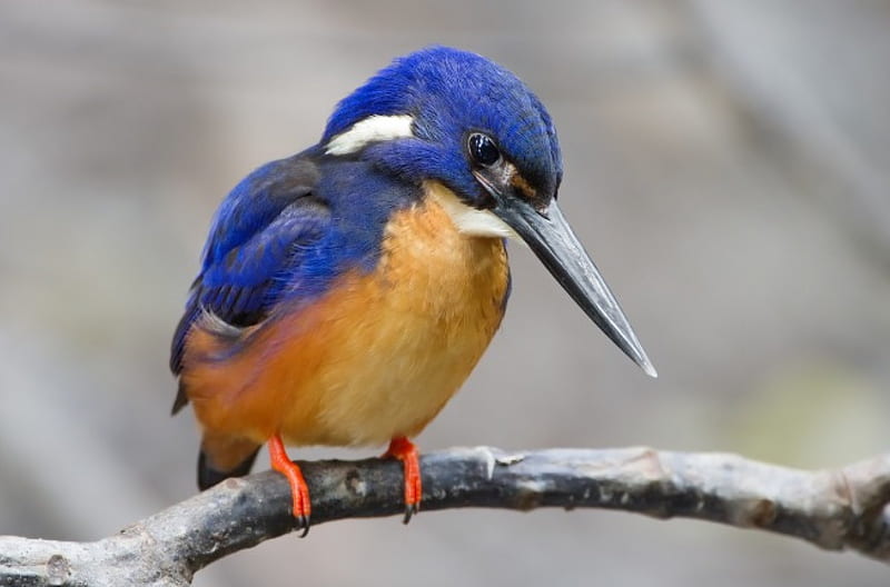 Beautiful blue kingfisher, blue birds, alcedo azurea, fantastic, small birds, birds, bonito, kingfishers, animal, water, wetlands, HD wallpaper