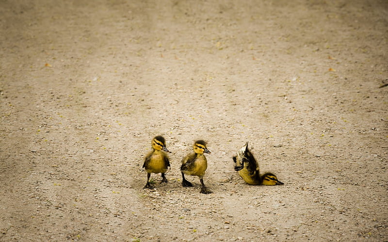 Ups! I'm fine!, cute, bird, pasare, trio, yellow, ducklings, funny, HD wallpaper
