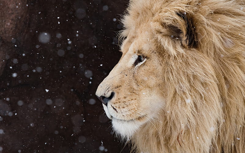 lion, winter, snow, predators, wildlife, lions, wise look, HD wallpaper
