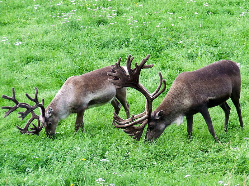 Reindeer Games, antlers, christmas, grass, reindeer, animals, xmas, fur, deer, HD wallpaper