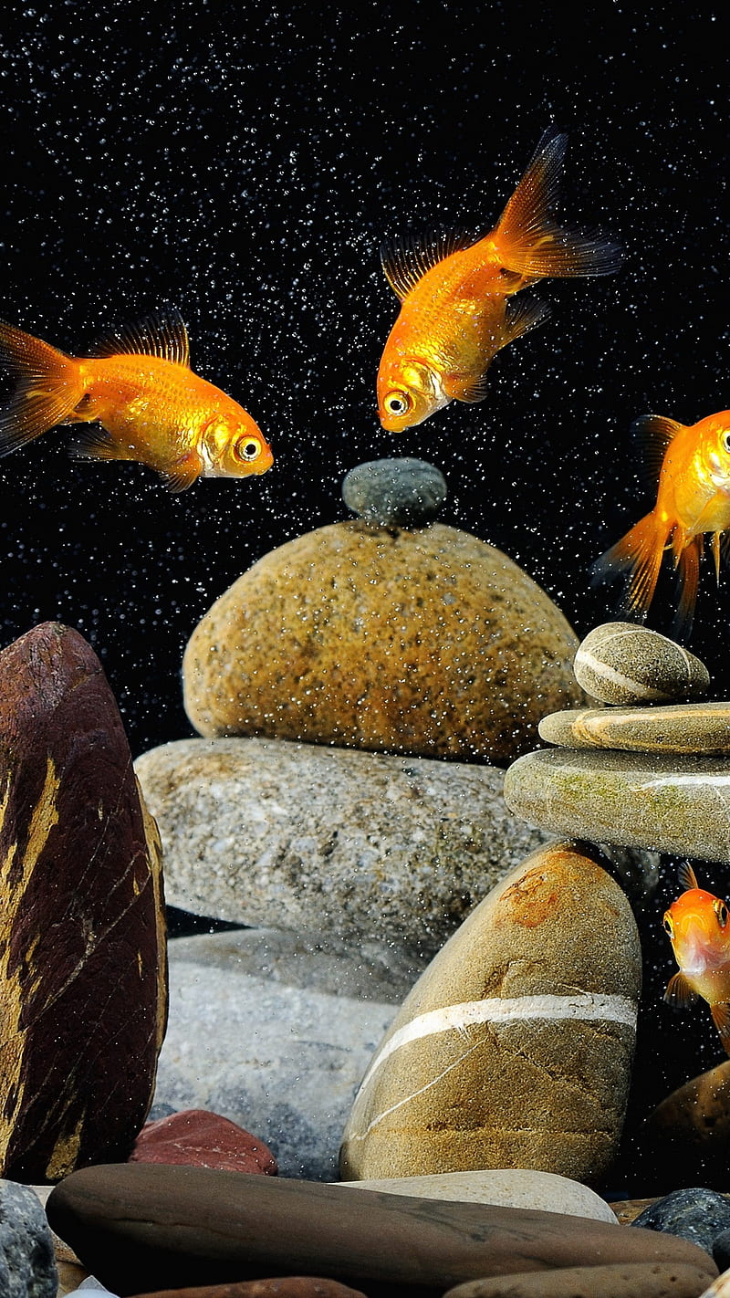 Orange Fishes, black background, rocks, aquarium, fish, colorful, HD phone  wallpaper | Peakpx