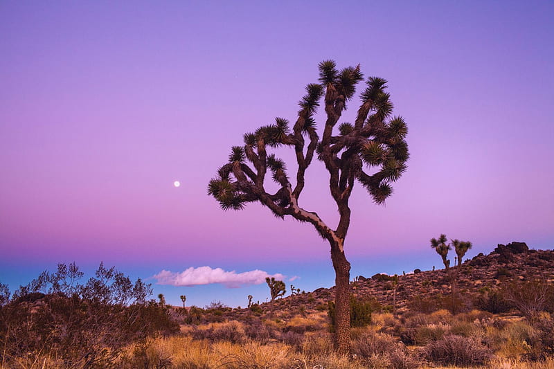 Joshua Tree National Park, USA, desert, sky, plants, landscape, HD wallpaper