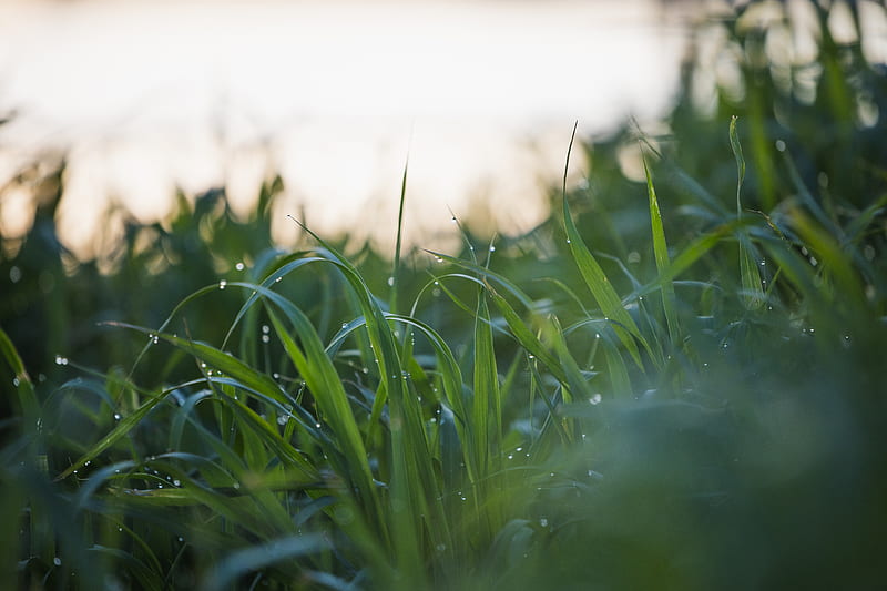 Green grass field during daytime, HD wallpaper | Peakpx