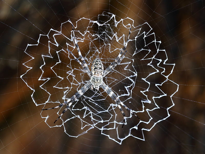 Intricate Pattern of a Argiope Mascordi Spider, australia, spider, animals, web, HD wallpaper