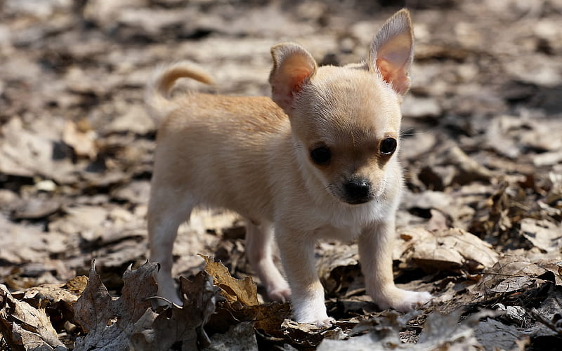 Chihuahua Puppy leaves, dogs, brown chihuahua, puppy, cute animals, pets, Chihuahua Dog, HD wallpaper