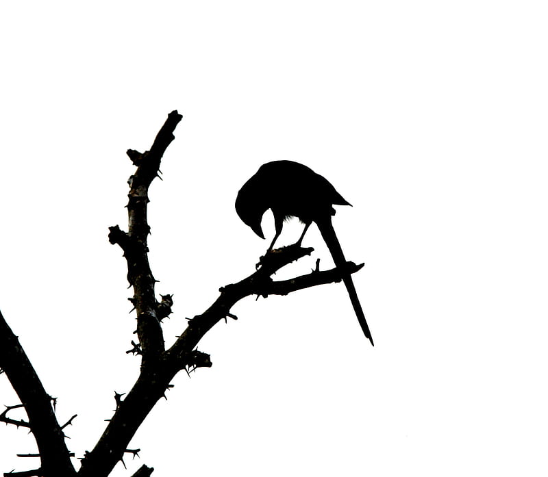 Minimalist Crow, black and white, raven, HD wallpaper