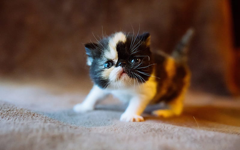 kitten, small cat, cute animal, pet, HD wallpaper