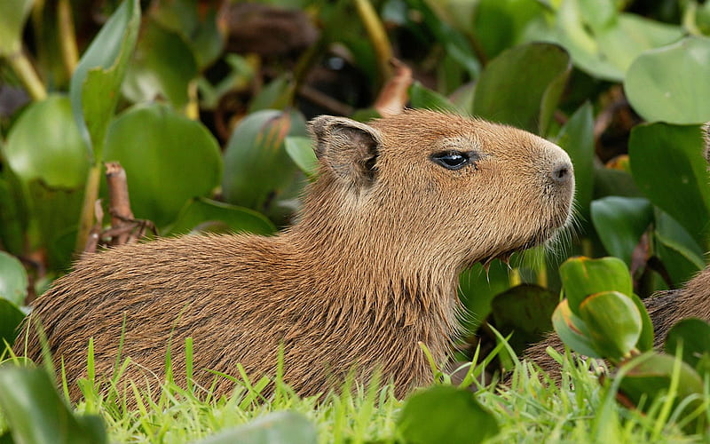 capybara venezuela-Nature wild animals Featured, HD wallpaper