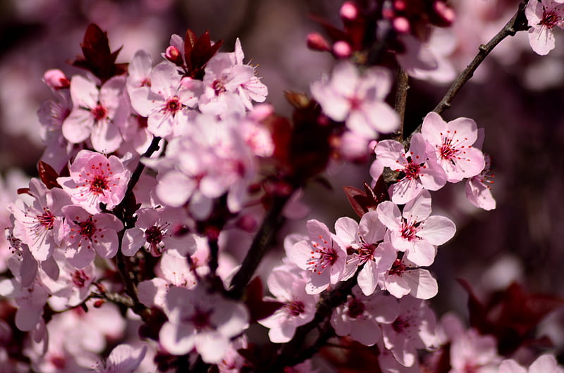 sakura, flowers, petals, pink, HD wallpaper