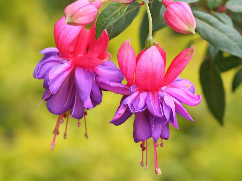 Fuchsia flower, purple, colourful, flowers, nature, fucsia, HD wallpaper