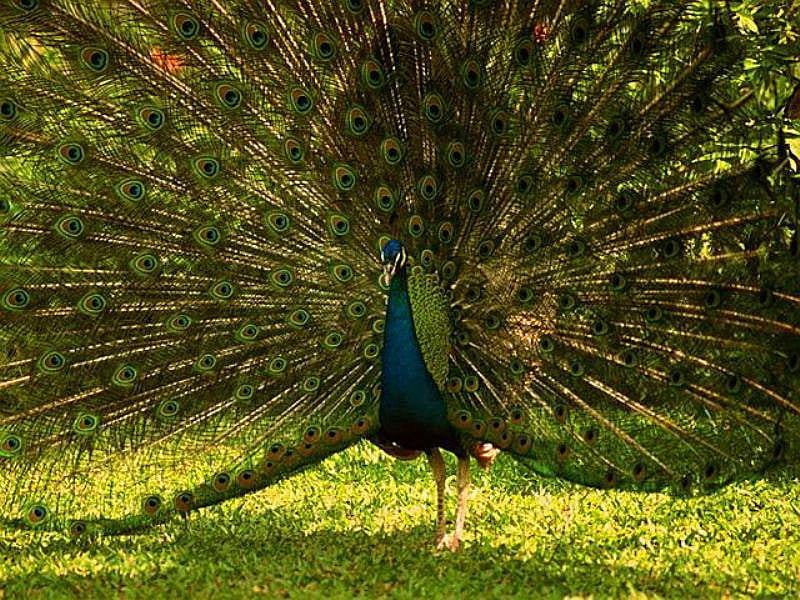 peacock, paun, tail, nature, bonito, HD wallpaper