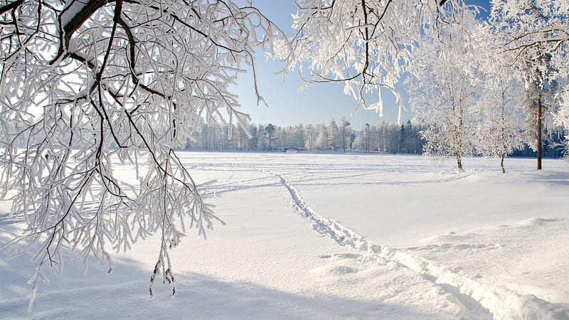 Frigid Winter, scenic winter, winter scene, cold winter, beautiful winter, winter, HD wallpaper
