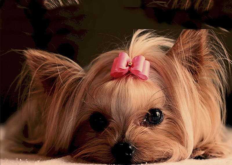 HD-wallpaper-ahhhhh-cute-pink-bow-adorable-pets-baby-cute-puppies-close-up-macro-tears-eyes-dogs-puppy.jpg