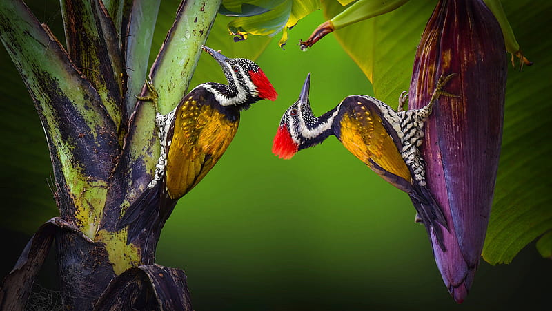 Red Yellow Woodpecker On Banana Tree Animals, HD wallpaper