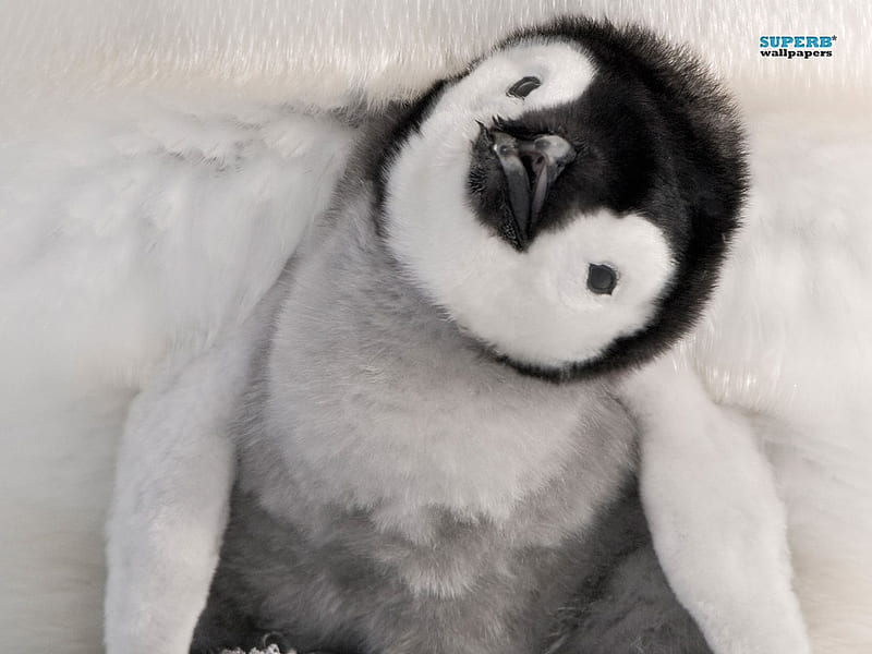Cute penguin, cute, bird, penguin, baby, animal, HD wallpaper