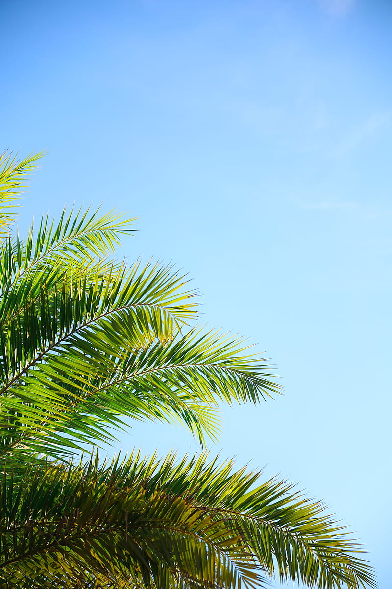 palm tree, branches, sky, plant, green, HD phone wallpaper