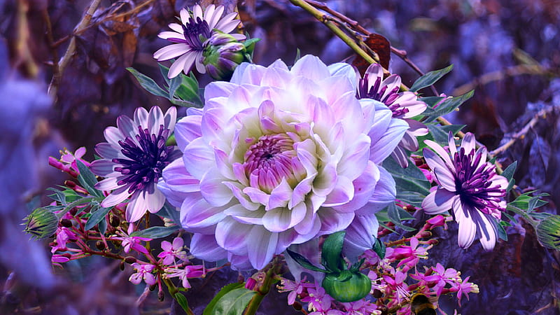 Dahlia, Purple, Autumn, Bouquet, HD wallpaper