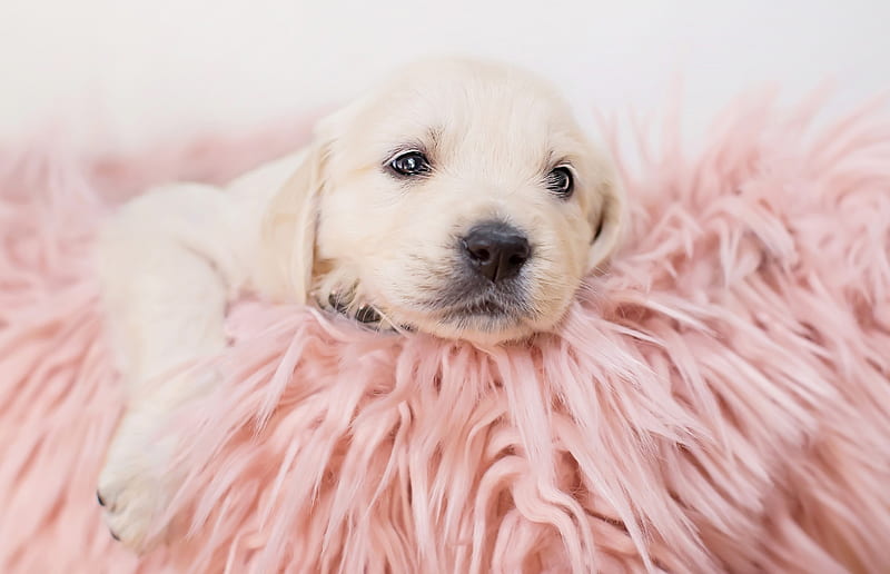 cute pink puppies wallpaper