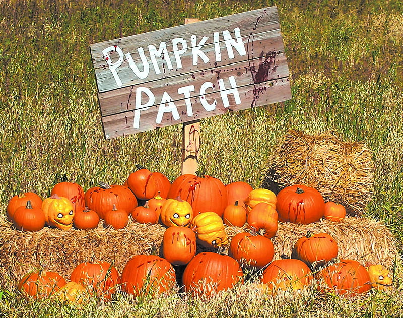 evil pumpkins, sign, patch, field, pumpkins, HD wallpaper