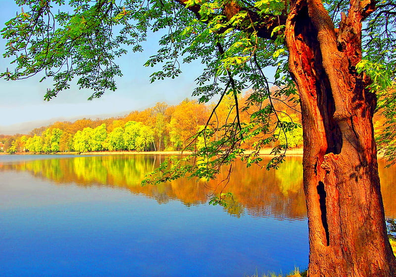 Tree and pond reflection, lakes, autumn, orange, colors, places, trees ...