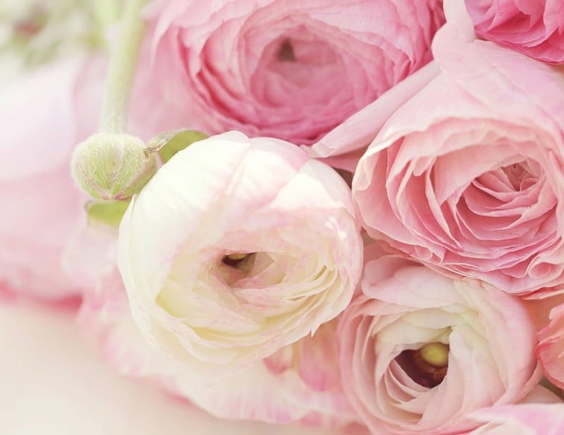 Ranunculus, pink flowers, pink flower, beautiful flowers, bonito, soft, flower, flowers, nature, white, pink, HD wallpaper