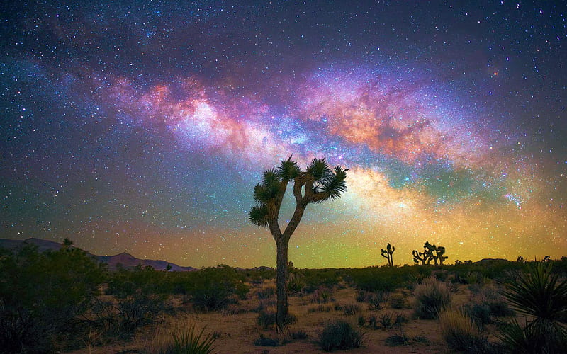 Milky Way over Joshua Tree NP, california, usa, colors, trees, clouds, landscape, HD wallpaper